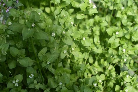 Wild Edible Spotlight: Chickweed - Round the Bend Farm