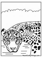 Baby Jaguar Coloring Pages Free sketch template