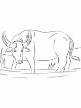 Asian Water Buffalo coloring Page sketch template