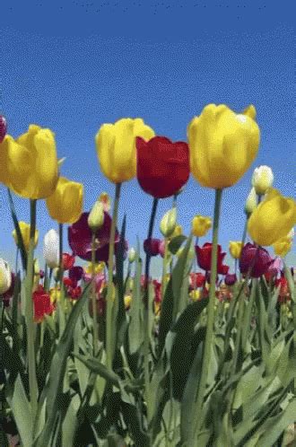 Flowers Windy GIF - Flowers Windy - Discover & Share GIFs