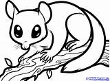 Possum Coloring Sheet Pages sketch template