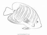 Royal Angel Fish Coloring Page For Kids  Free Angelfishes Printable sketch template