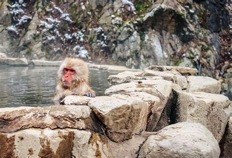 Nagano Snow Monkeys - how to visit Jigokudani Monkey Park - CK Travels