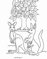 Kangaroo coloring Page 05 sketch template