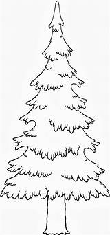 Coloring Evergreen Tree Pine Pages Kids Popular Sketch Page sketch template