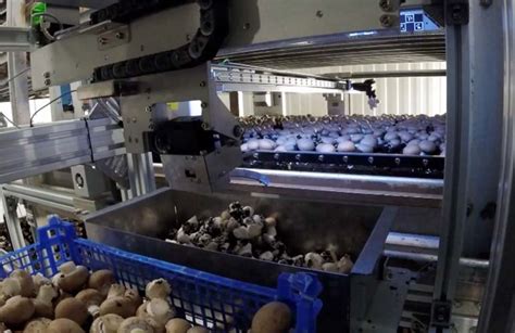 Next Generation Manufacturing and Mycionics launch mushroom harvesting automation - The Robot Report