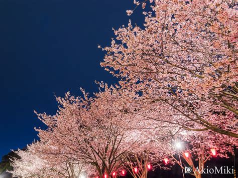 【徳島県】蜂須賀桜が美しい春の徳島中央公園を紹介！ | Akio Miki