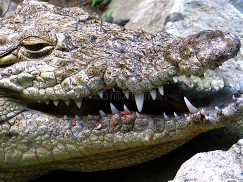 Nile Crocodile (Crocodylus Niloticus) Stock Image - Image of teeth ...