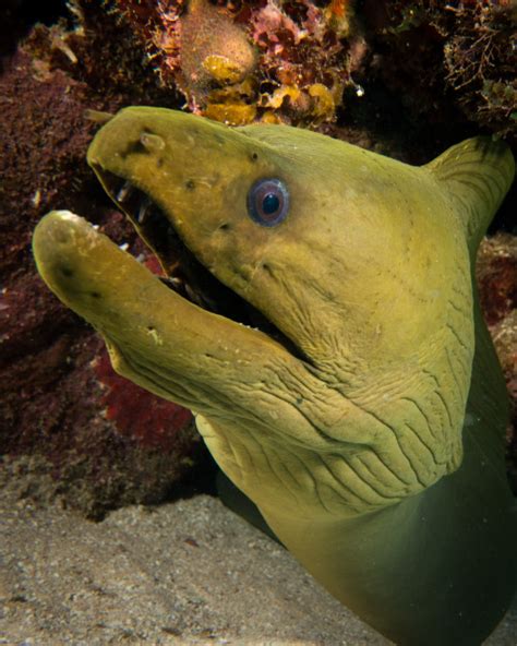 green moray eel on Tumblr