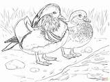 Wood Duck Coloring Page At GetColoringscom  Free Printable Colorings sketch template