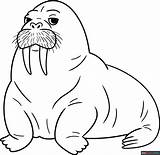 Walrus Coloring Page  Easy Drawing Guides sketch template