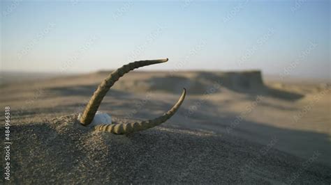 Skull with horns of a dead gazelle lie on the sand in the desert ...