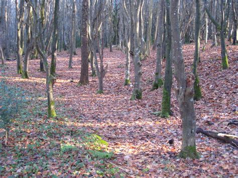 Beech trees in Oak Wood © Rod Allday cc-by-sa/2.0 :: Geograph Britain and Ireland