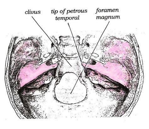 Clivus (anatomy) - Alchetron, The Free Social Encyclopedia