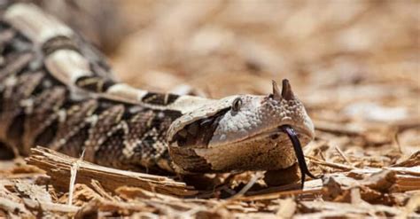 Gaboon Viper Bite: Why it has Enough Venom to Kill 6 Humans & How to ...