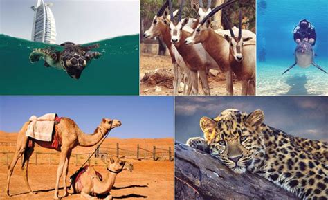 What's On reveals the where to see animals in UAE, including Desert ...