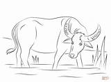 Water Buffalo coloring Page  Free Printable Coloring Pages sketch template