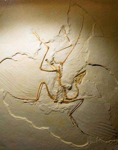 Archaeopteryx | Size, Fossils, & Facts | Britannica