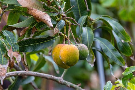 Mango Season in Canary Islands 2024-2025 - Rove.me