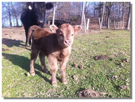 We have been raising Dexter Miniature Cattle since 2007.