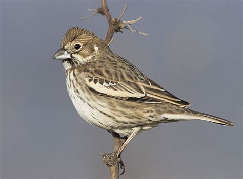 Photograph of Lark Bunting