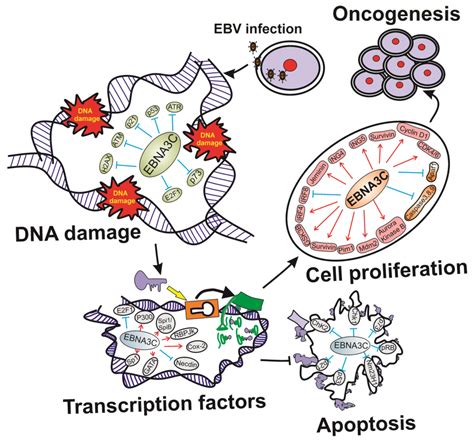 Pathogens | Special Issue : Viral Pathogenesis