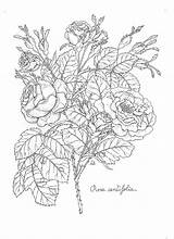 Botany Coloring Book Pages sketch template