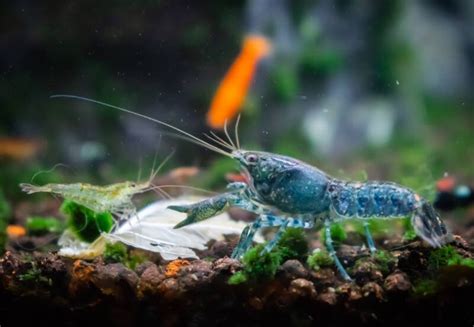 Mexican Dwarf Crayfish Care: Proper Tank Setup & Breeding