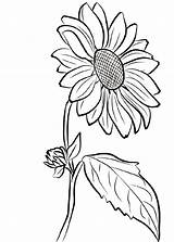 Printable Sunflower Coloring Pages sketch template