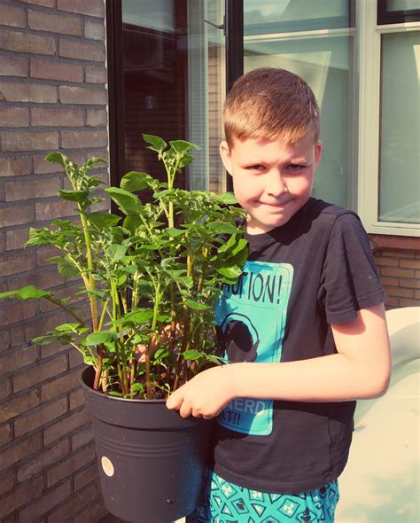 How To Grow Potatoes in Buckets or Containers - Maine Garden Ideas