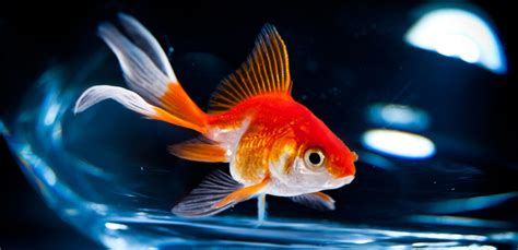 Goldfish Life Span: How Long Do Goldfish Live? | My Pet Needs That