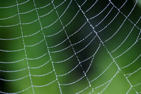 Dew On A Spider Web Free Stock Photo - Public Domain Pictures