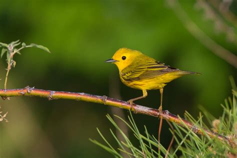 Spring Migration in the Great Lakes Region | Audubon Great Lakes