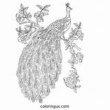 Printable Coloring Peacock sketch template