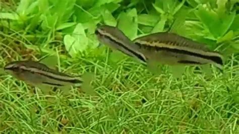 Reproduction / Breeding Corydoras Pygmaeus, Pygmé, Pygmy - YouTube