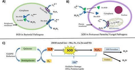 Superoxide Dismutase Mechanism