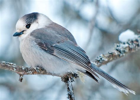 Canada’s gray jay is a great national bird.