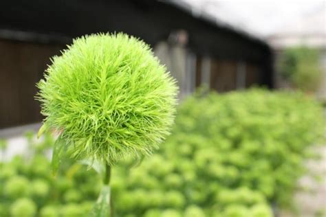 Dianthus 'Green Ball' (Sweet William)