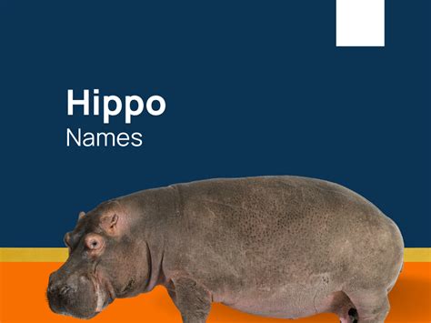 550+ Hippo Names for Groovy Companions! (+Generator)