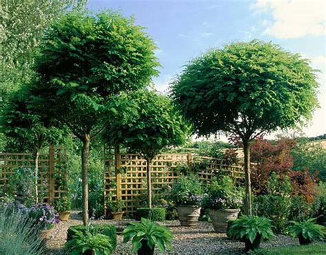 Best Deciduous and Evergreen Single Stem Trees for Small Gardens