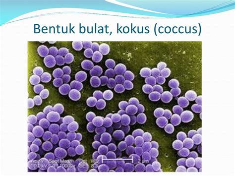 PPT - Pertemuan 10: Struktur, Fungsi dan Manfaat dan Bahaya Mikroorganisme PowerPoint ...