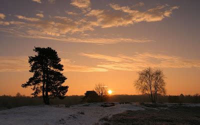 Sunset Celebration Behind the Tree Images || Nature Sunset With Tree HD ...