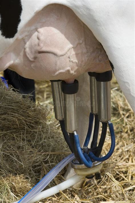 Milking A Cow - Milking Machine Stock Image - Image: 17169665