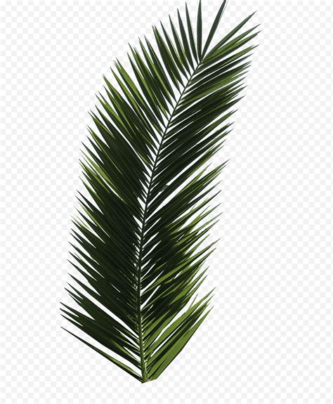 Coconut Tree, Palm Trees, Leaf, Frond, Palm Branch, California Palm ...