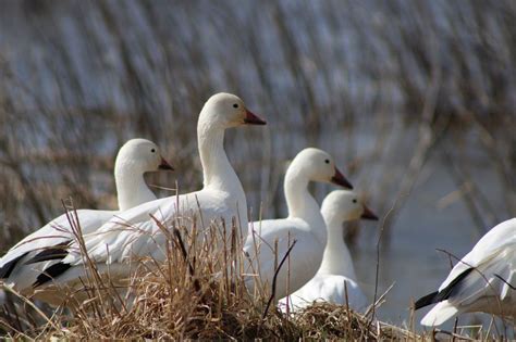 LOESS BLUFFS NATIONAL WILDLIFE REFUGE - 78 Photos & 10 Reviews - Parks - 25542 US-159, Forest ...