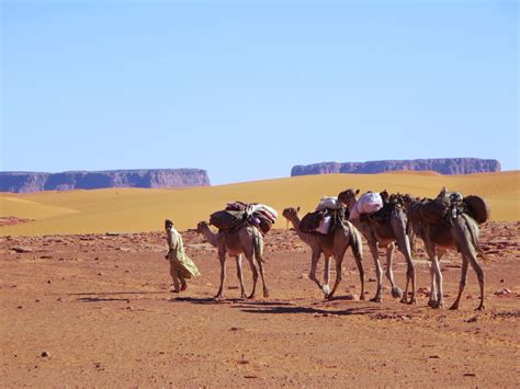 Camel Caravan | A camel caravan leaves the Saharan village o… | Flickr