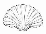 Downloadable Clam Coloring Page  sketch template