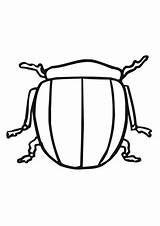 Colorado Beetle coloring Page  SuperColoringcom sketch template