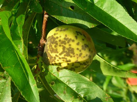 XAPped again! | Purdue University Facts for Fancy Fruit