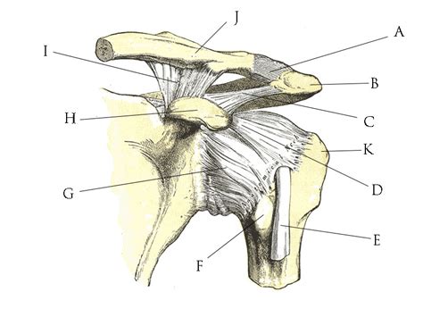 File:Shoulder joint anatomy quiz.jpg - Wikimedia Commons